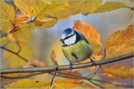 <p>SÝKORA MODŘINKA (Cyanistes caeruleus) ---- /Eurasian blue tit - Blaumeise/</p>